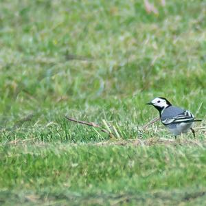 White Wagtail