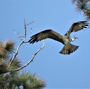 Osprey