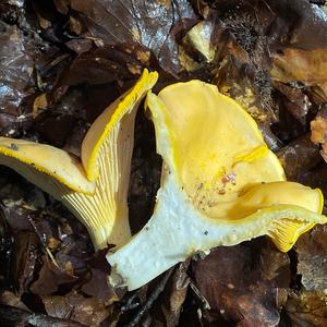 Chanterelle, Common