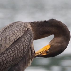 Double-crested Cormorant