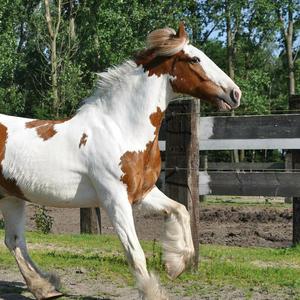 Gypsy Vanner Horse