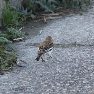 Snow Bunting