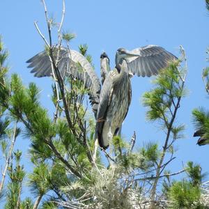 Great Blue Heron