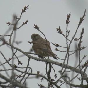 Common Kestrel