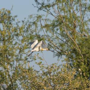 Eurasian Spoonbill