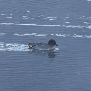 Common Teal