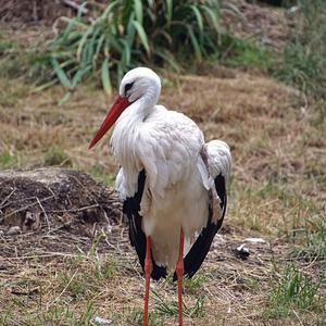 White Stork