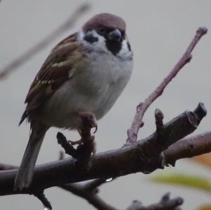 Eurasian Tree Sparrow