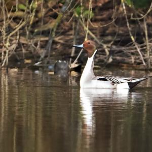 Northern Pintail