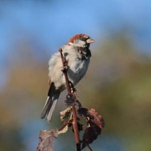 House Sparrow