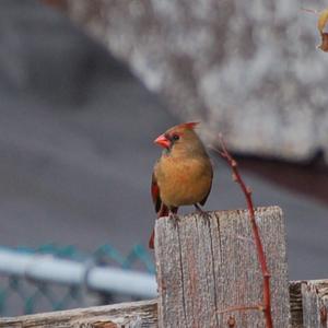 Northern Cardinal