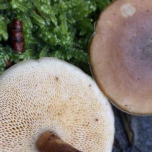 Winter Polypore