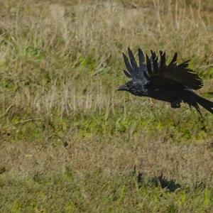 Carrion Crow