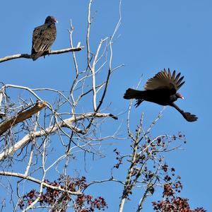 Turkey Vulture