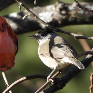 Blackcap