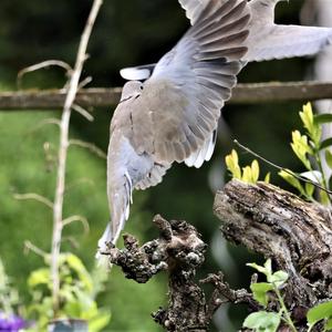 Eurasian Collared-dove