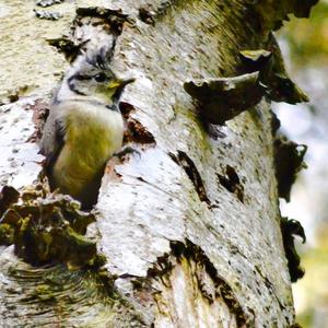 Crested Tit