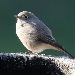 Black Redstart