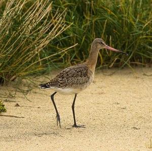 Black-tailed Godwit