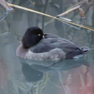 Tufted Duck