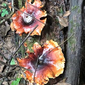 Black-footed Polypore