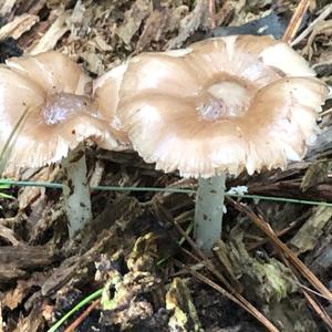 Fawn Mushroom