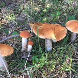 Orange Birch Bolete