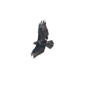 European Honey-buzzard