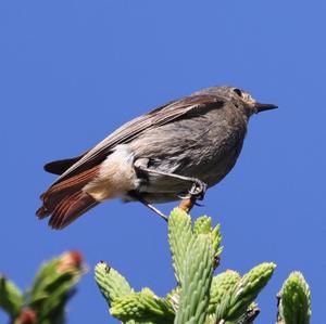 Black Redstart