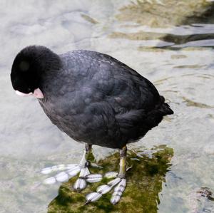 Common Coot