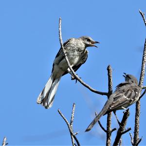 Northern Mockingbird