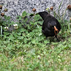 Eurasian Blackbird