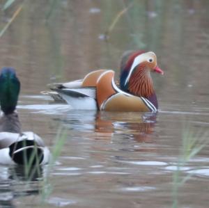 Mandarin Duck