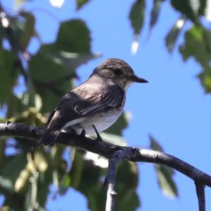 Spotted Flycatcher