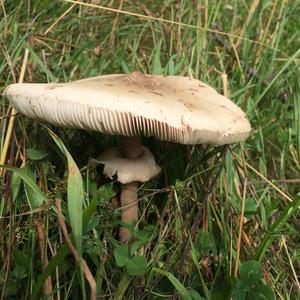 Parasol Mushroom