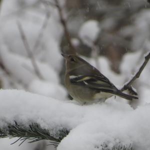 Eurasian Chaffinch