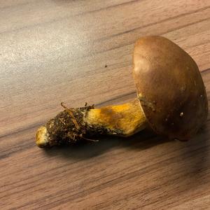 Bay Bolete