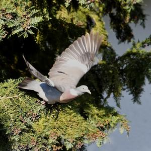 Common Wood-pigeon