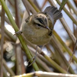 Sedge Warbler