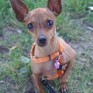 Miniature Pinscher