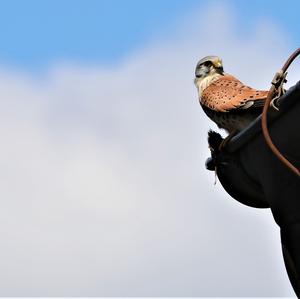 Common Kestrel