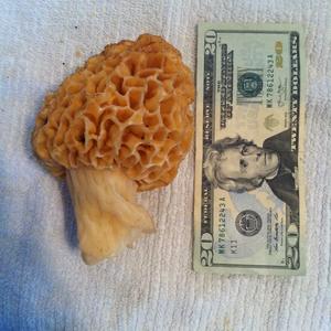 Yellow Morel