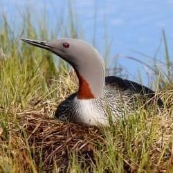 Red-throated Loon