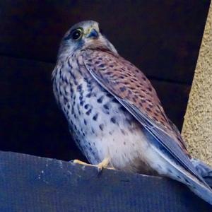 Common Kestrel