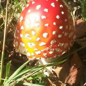 Fly Agaric