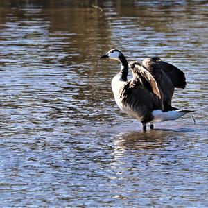 Canada Goose