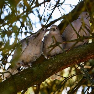 Eurasian Collared-dove