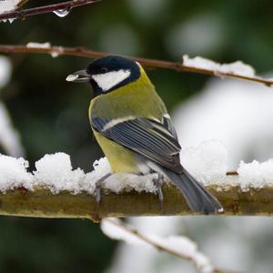 Great Tit