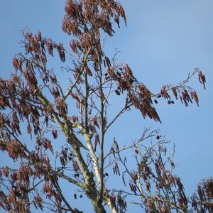 Eurasian Linnet