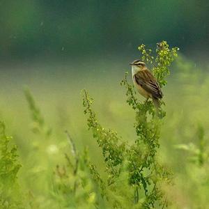 Sedge Warbler